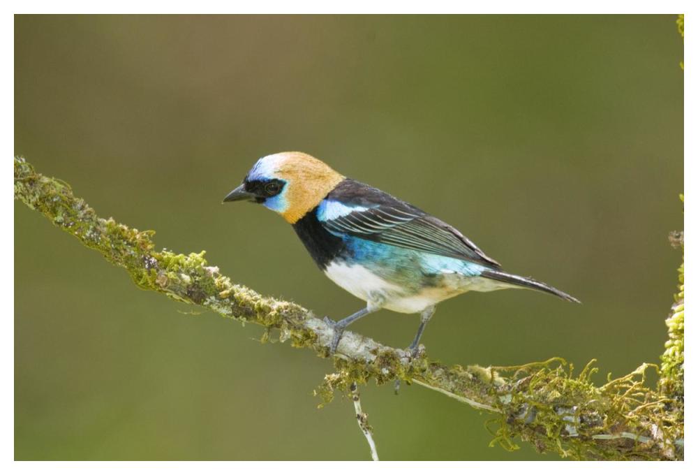 Golden-hooded Tanager, Costa Rica-Paper Art-50"x34"