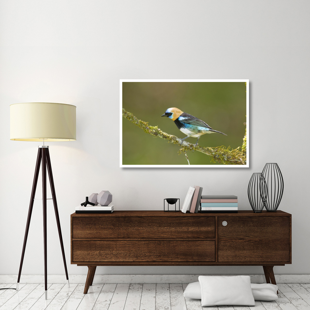 Golden-hooded Tanager, Costa Rica-Paper Art-50&quotx34"