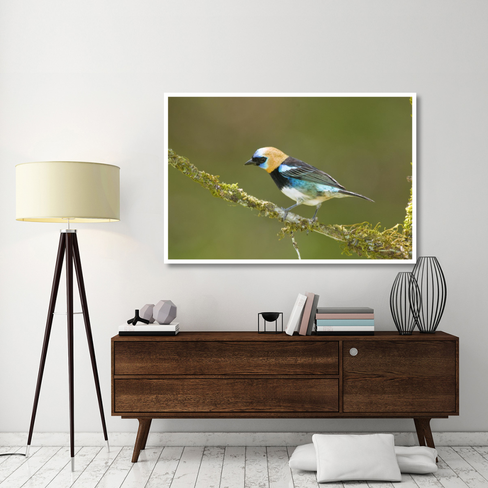 Golden-hooded Tanager, Costa Rica-Paper Art-62&quotx42"
