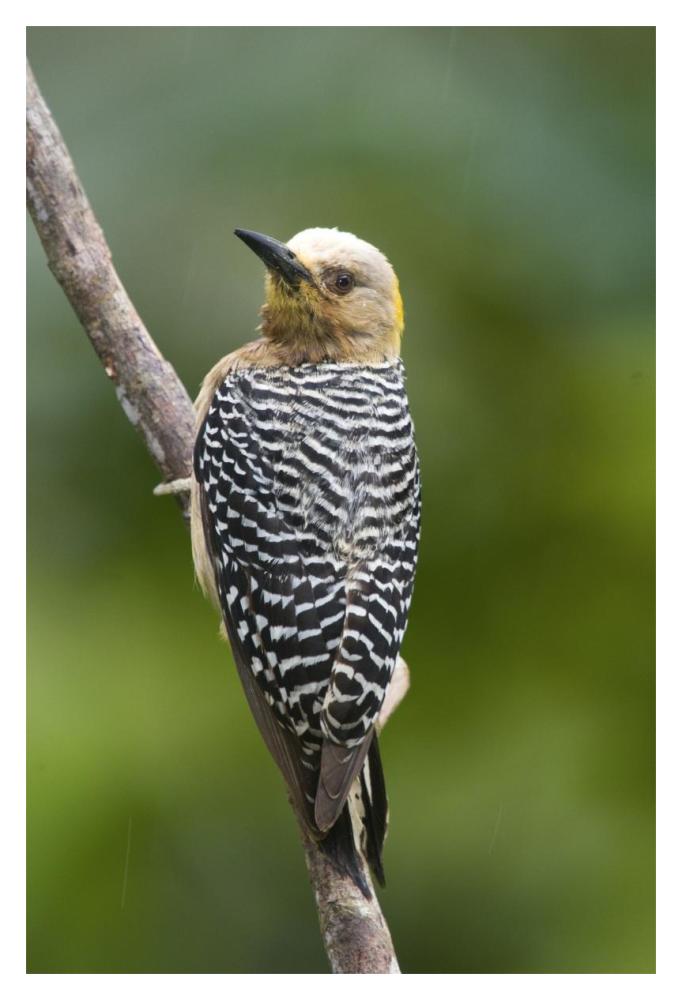 Hoffmann's Woodpecker, Costa Rica-Paper Art-14"x20"