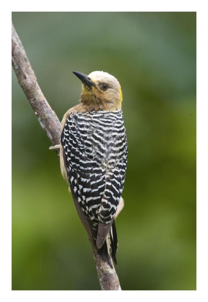 Hoffmann's Woodpecker, Costa Rica-Paper Art-18"x26"