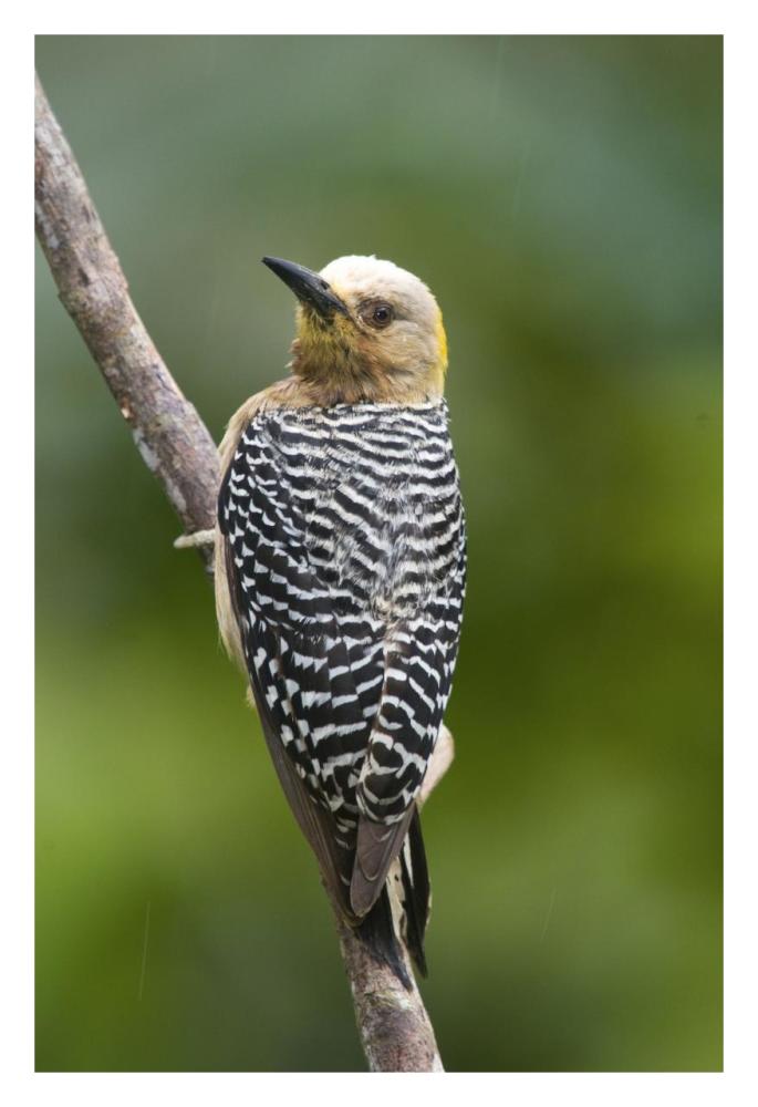 Hoffmann's Woodpecker, Costa Rica-Paper Art-22"x32"
