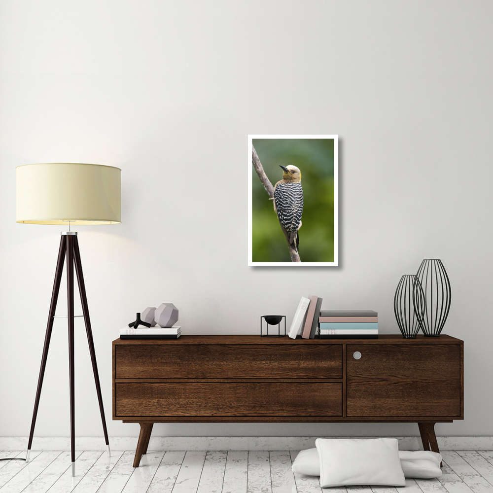 Hoffmann's Woodpecker, Costa Rica-Paper Art-22&quotx32"