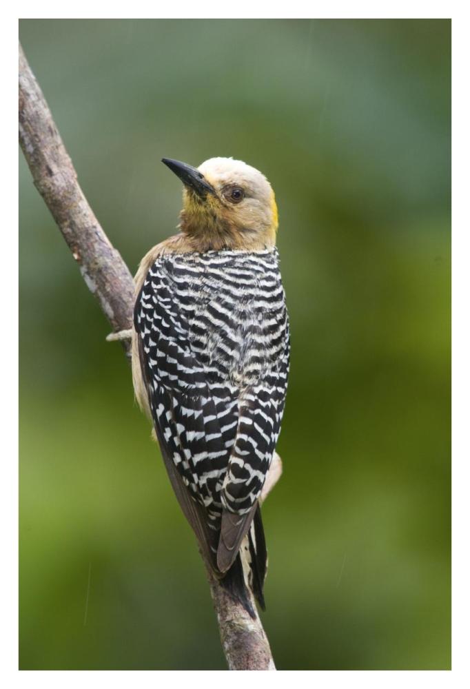 Hoffmann's Woodpecker, Costa Rica-Paper Art-26"x38"
