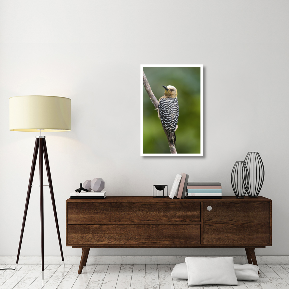 Hoffmann's Woodpecker, Costa Rica-Paper Art-26&quotx38"