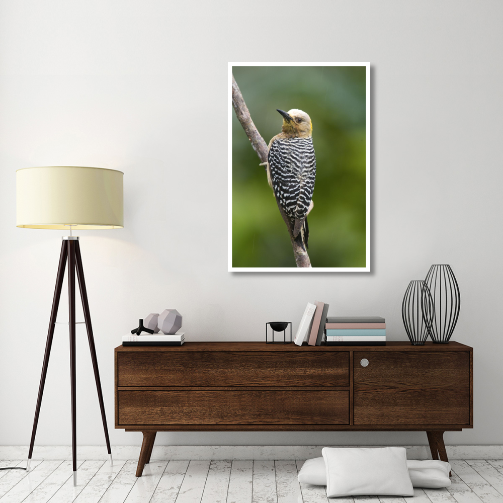 Hoffmann's Woodpecker, Costa Rica-Paper Art-34&quotx50"