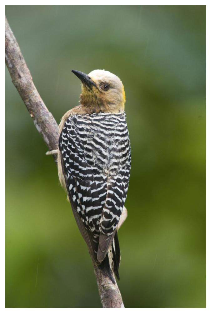 Hoffmann's Woodpecker, Costa Rica-Paper Art-42"x62"