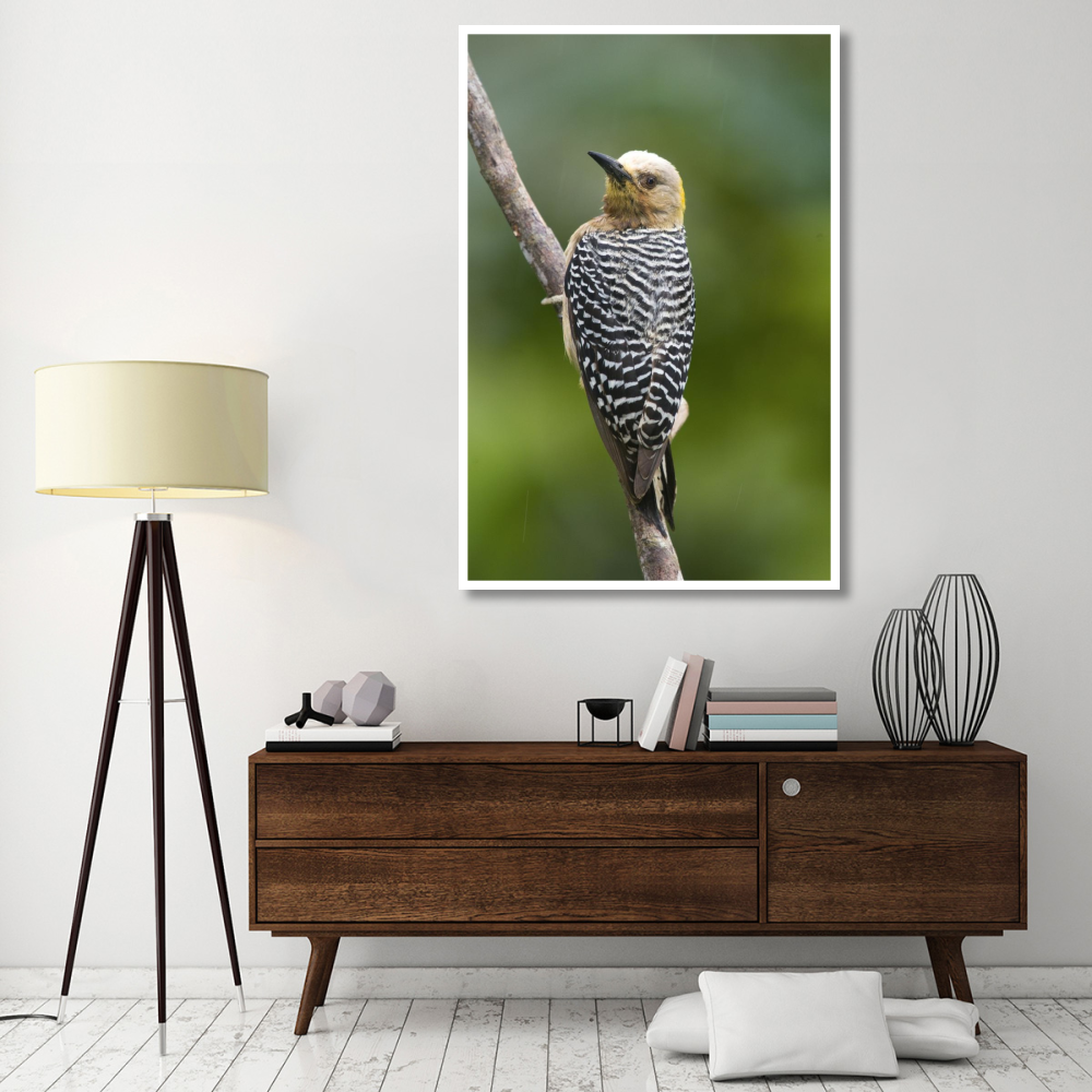 Hoffmann's Woodpecker, Costa Rica-Paper Art-42&quotx62"