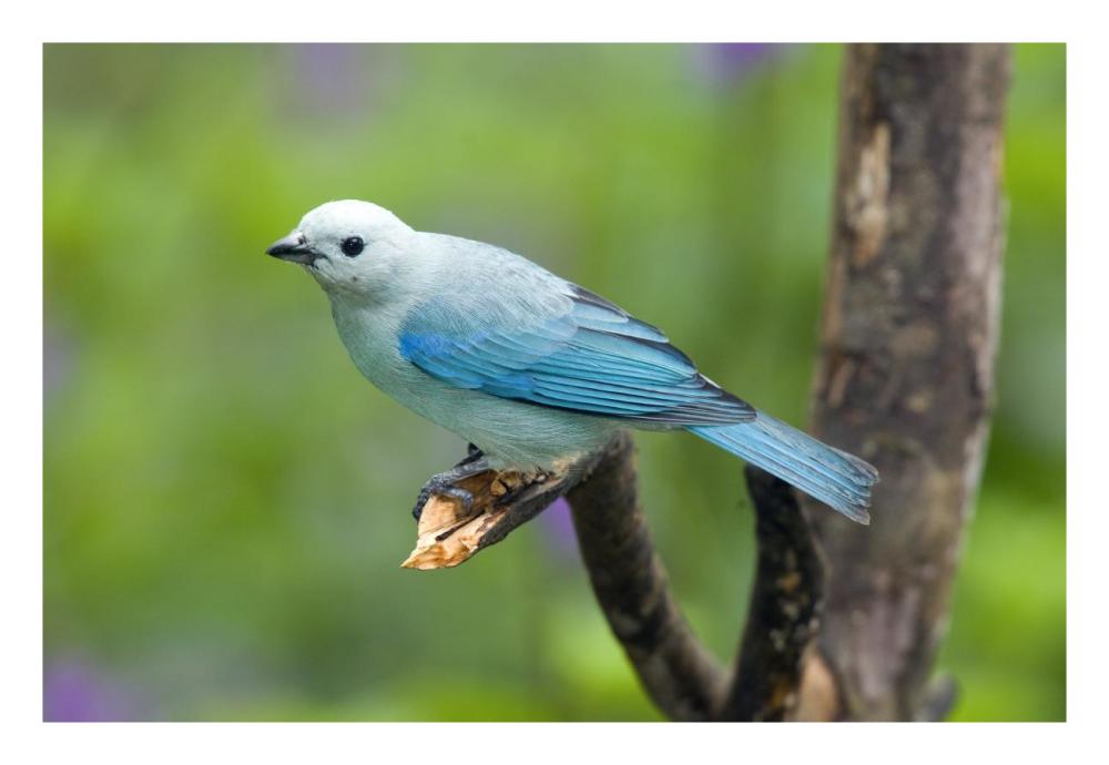 Blue-gray Tanager male, Costa Rica-Paper Art-26"x18"