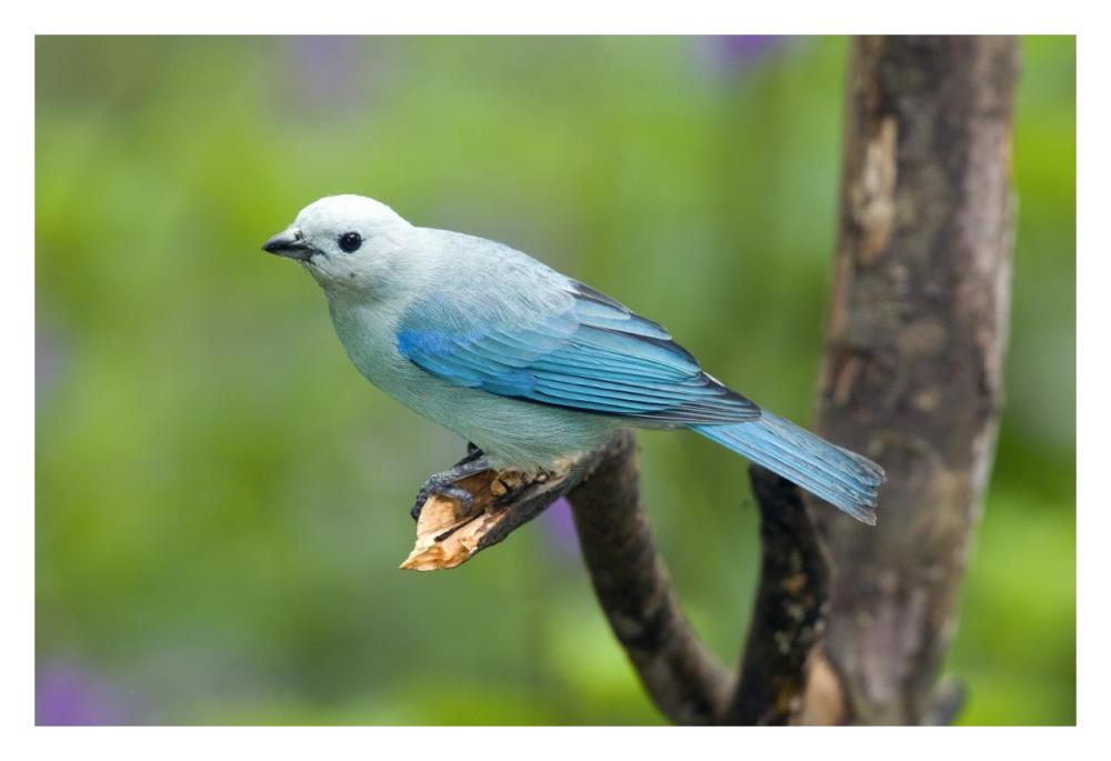 Blue-gray Tanager male, Costa Rica-Paper Art-32"x22"