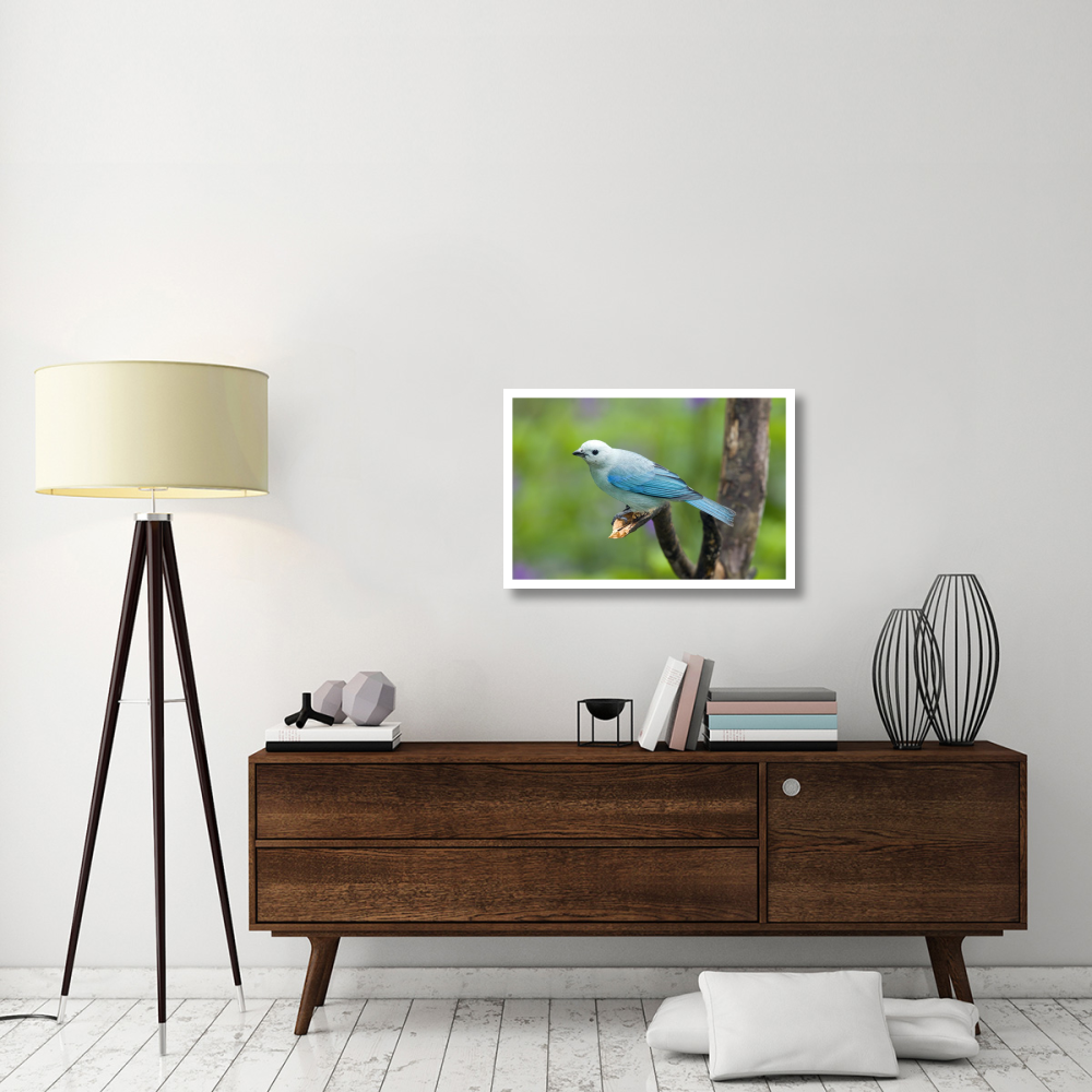 Blue-gray Tanager male, Costa Rica-Paper Art-32&quotx22"