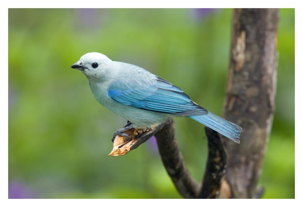 Blue-gray Tanager male, Costa Rica-Paper Art-38"x26"