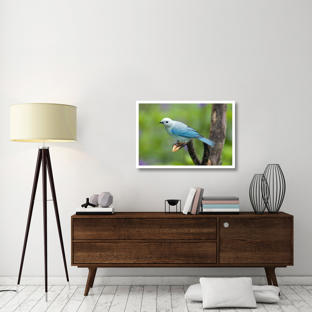 Blue-gray Tanager male, Costa Rica-Paper Art-38&quotx26"
