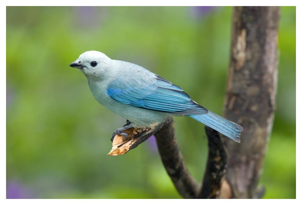 Blue-gray Tanager male, Costa Rica-Paper Art-50"x34"