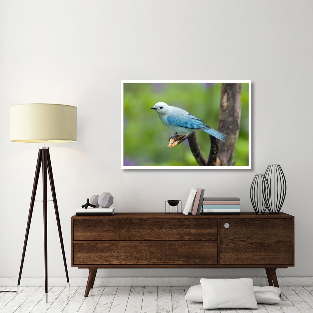 Blue-gray Tanager male, Costa Rica-Paper Art-50&quotx34"