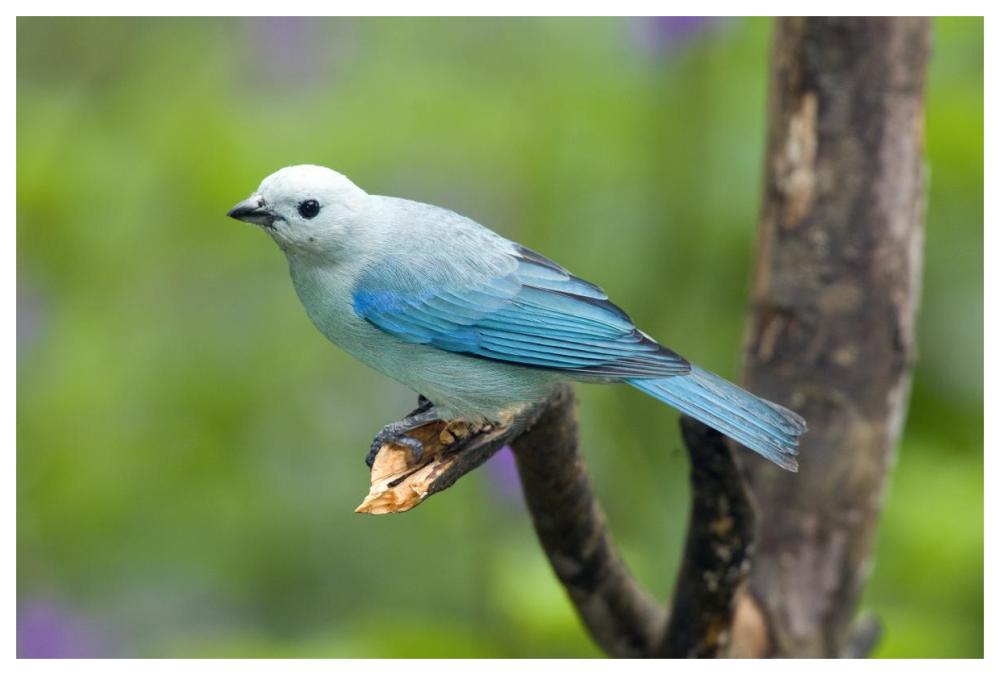 Blue-gray Tanager male, Costa Rica-Paper Art-62"x42"