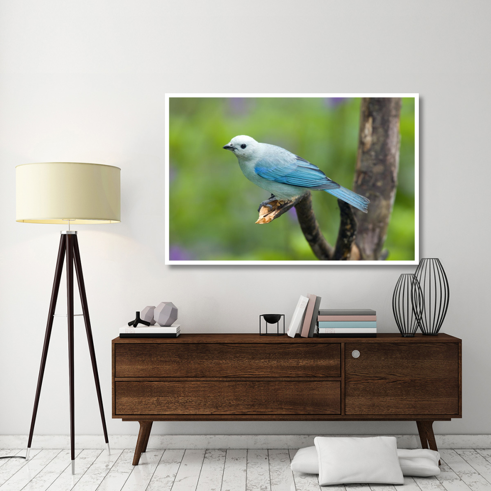Blue-gray Tanager male, Costa Rica-Paper Art-62&quotx42"