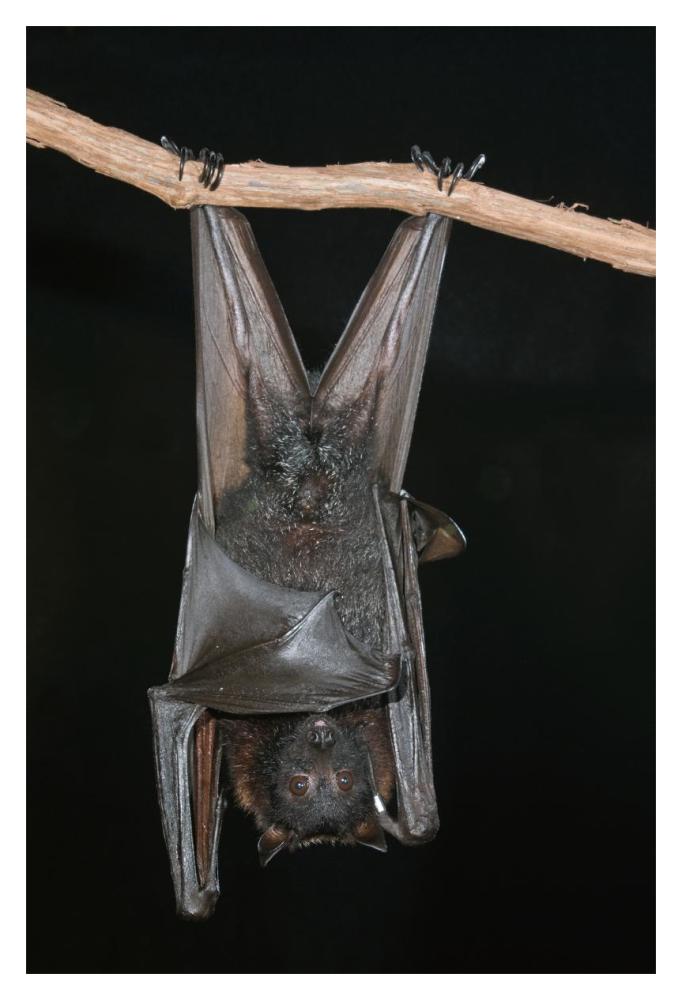 Large Flying Fox roosting, Michigan-Paper Art-14"x20"