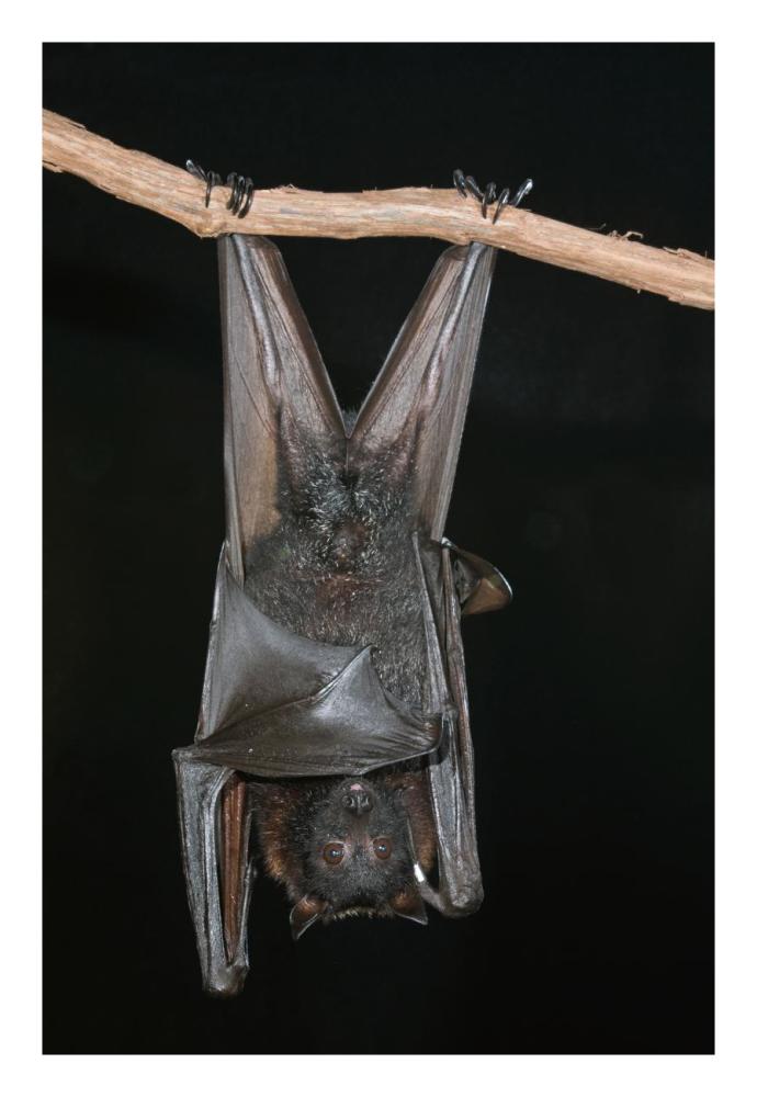 Large Flying Fox roosting, Michigan-Paper Art-18"x26"