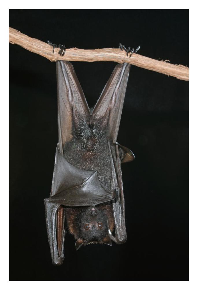 Large Flying Fox roosting, Michigan-Paper Art-22"x32"