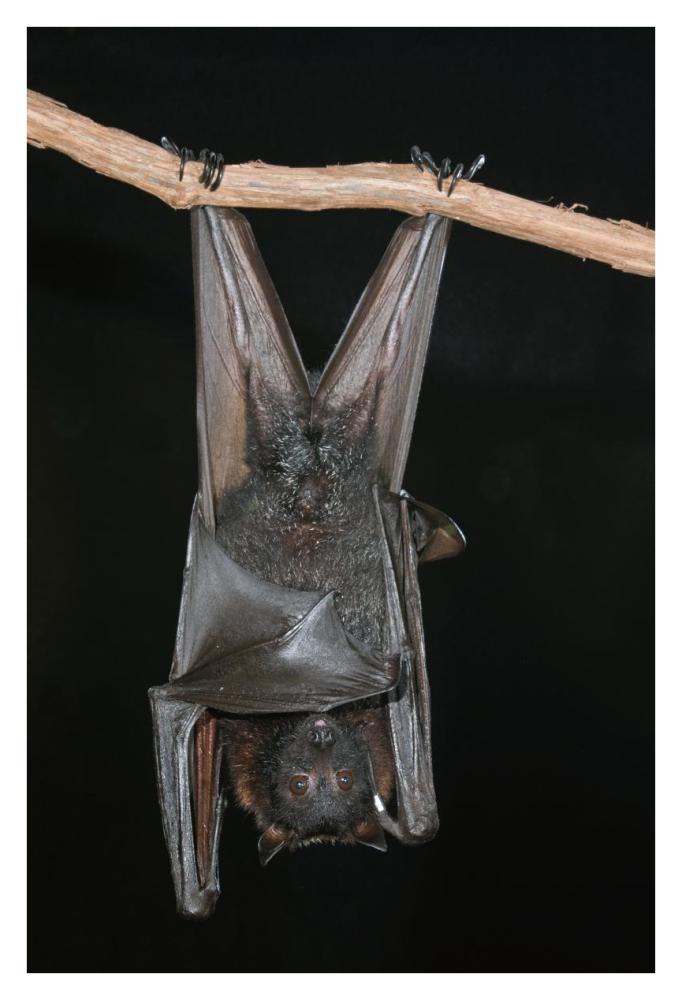Large Flying Fox roosting, Michigan-Paper Art-26"x38"