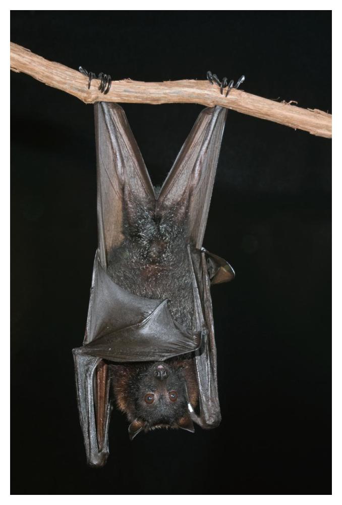 Large Flying Fox roosting, Michigan-Paper Art-34"x50"