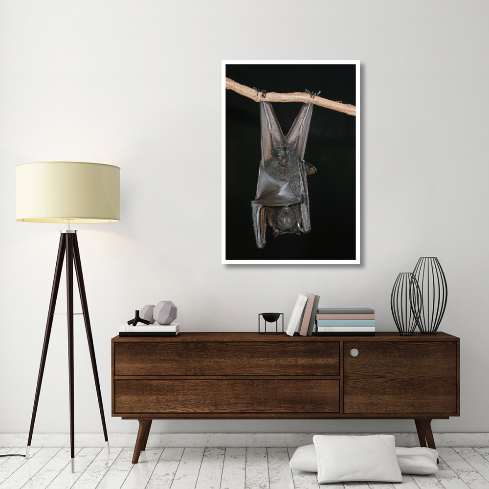 Large Flying Fox roosting, Michigan-Paper Art-34&quotx50"