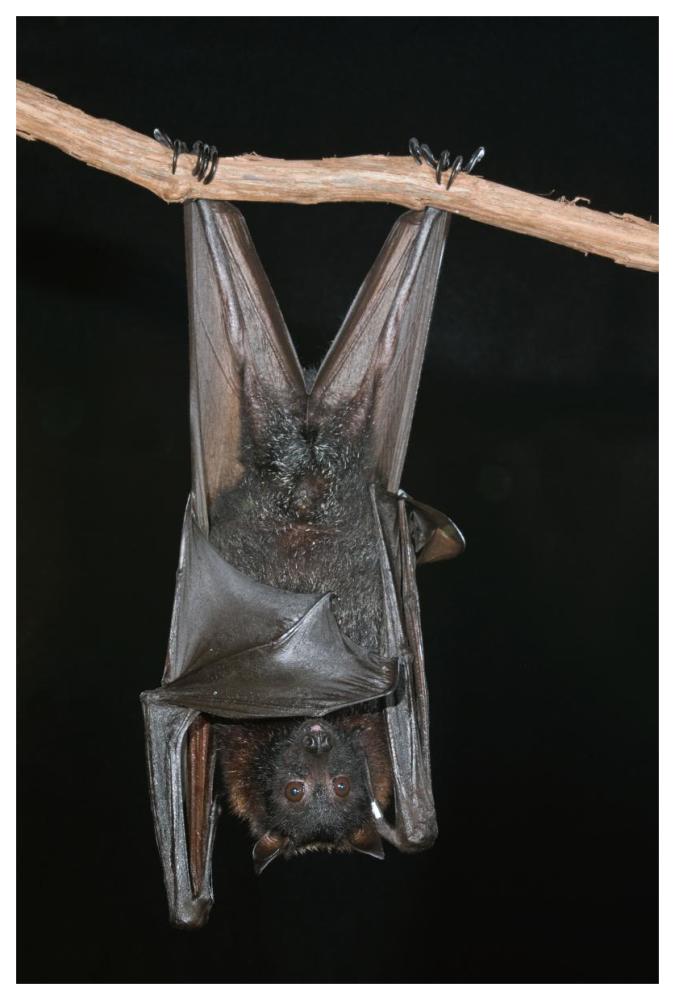 Large Flying Fox roosting, Michigan-Paper Art-42"x62"