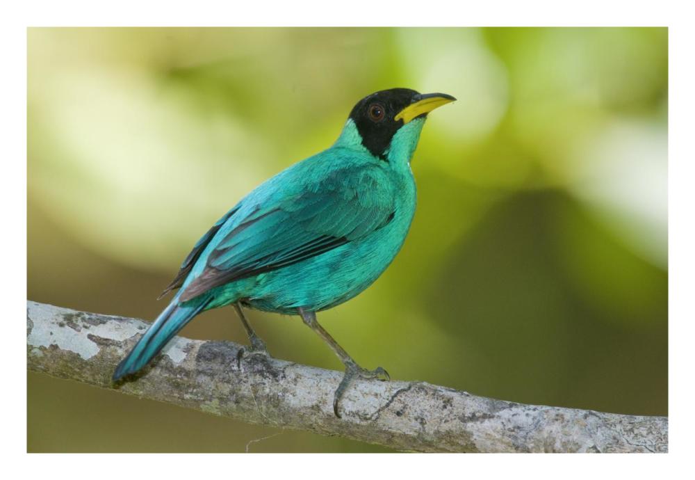 Green Honeycreeper male, Costa Rica-Paper Art-26"x18"