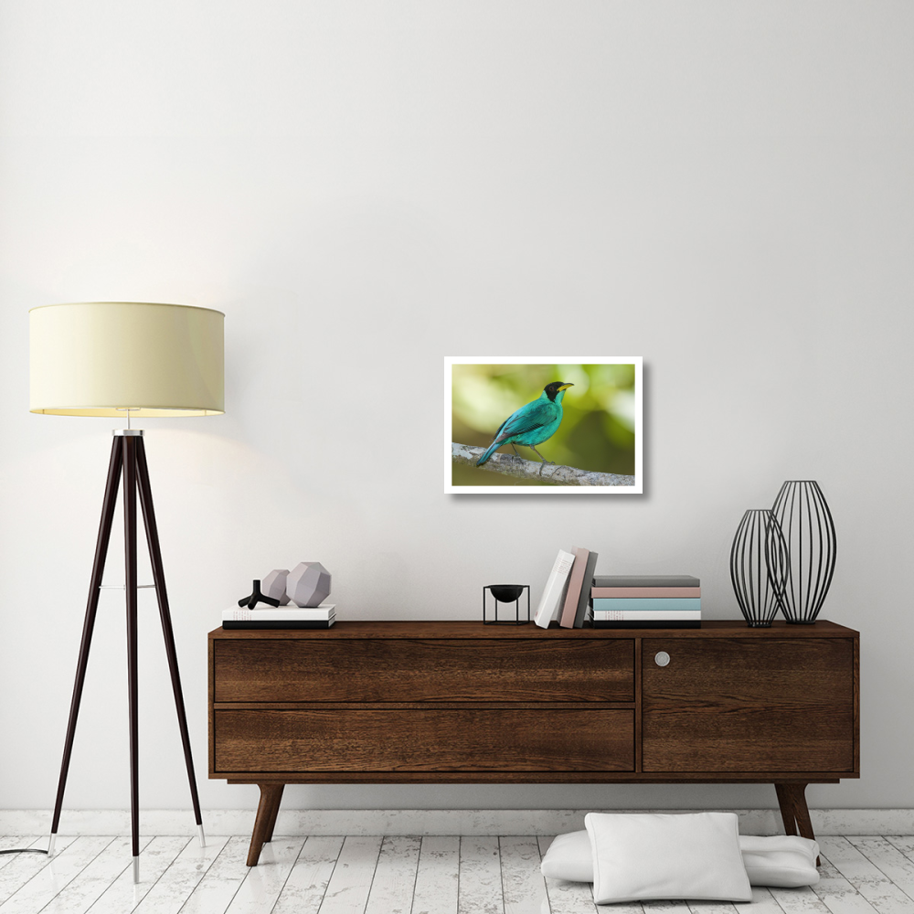 Green Honeycreeper male, Costa Rica-Paper Art-26&quotx18"