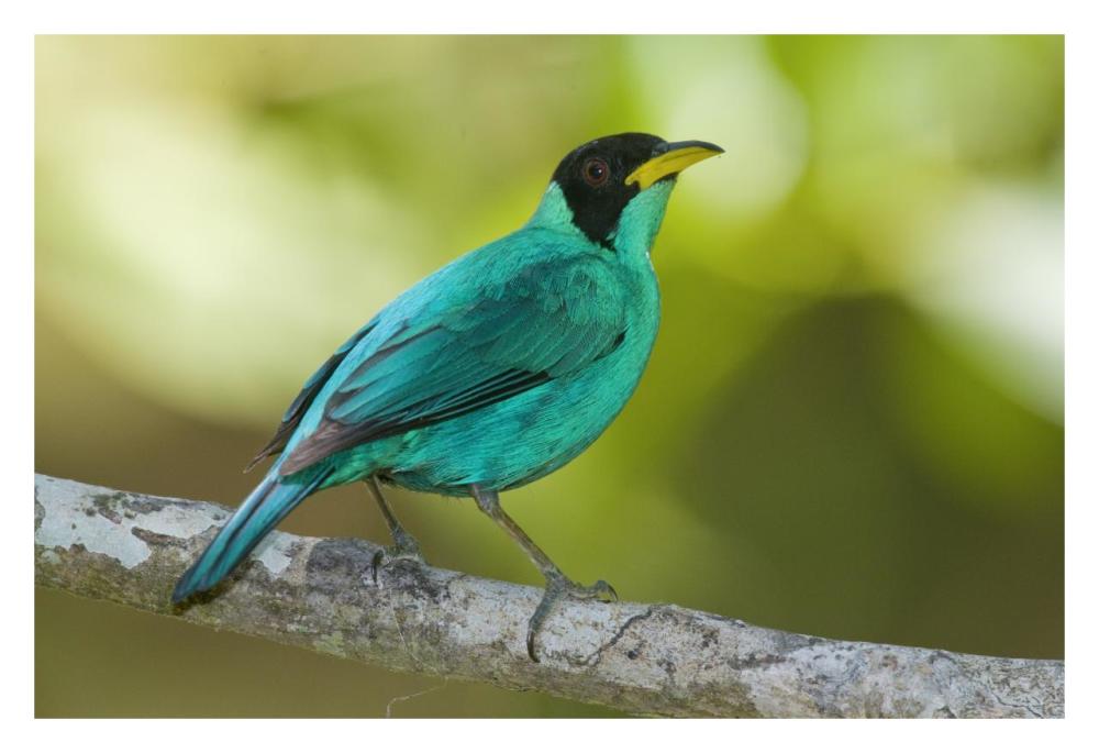 Green Honeycreeper male, Costa Rica-Paper Art-32"x22"