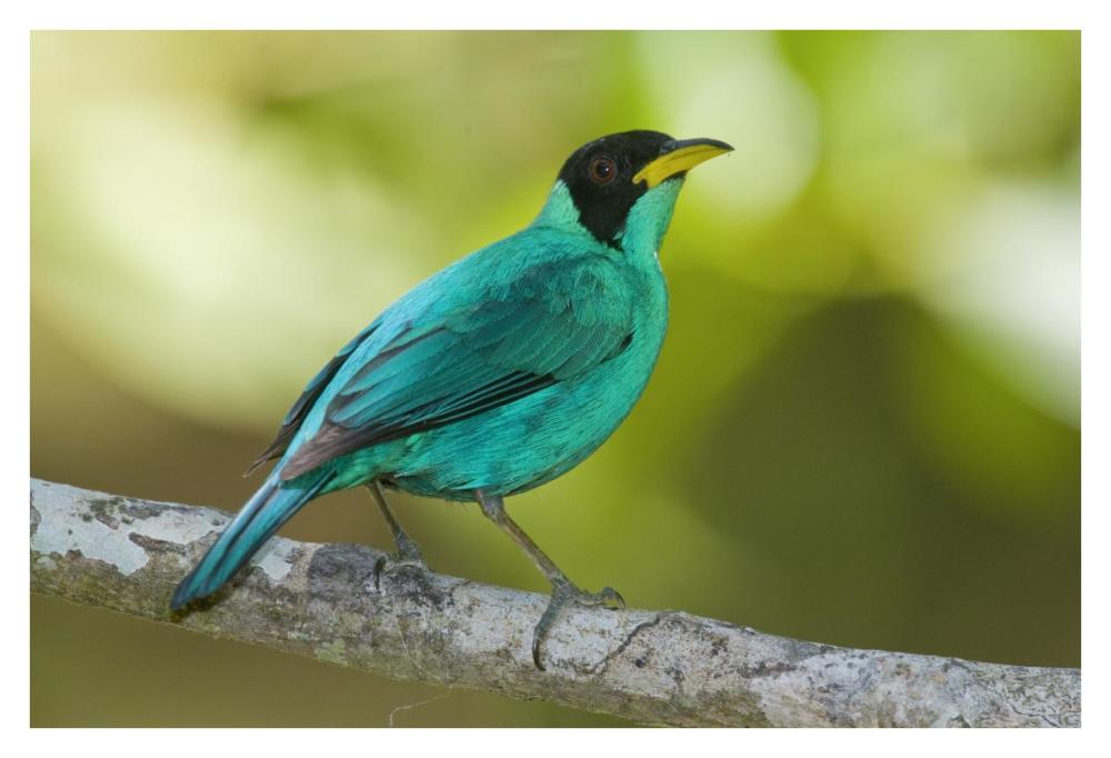 Green Honeycreeper male, Costa Rica-Paper Art-38"x26"
