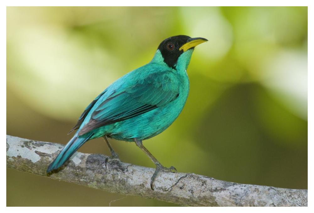 Green Honeycreeper male, Costa Rica-Paper Art-50"x34"