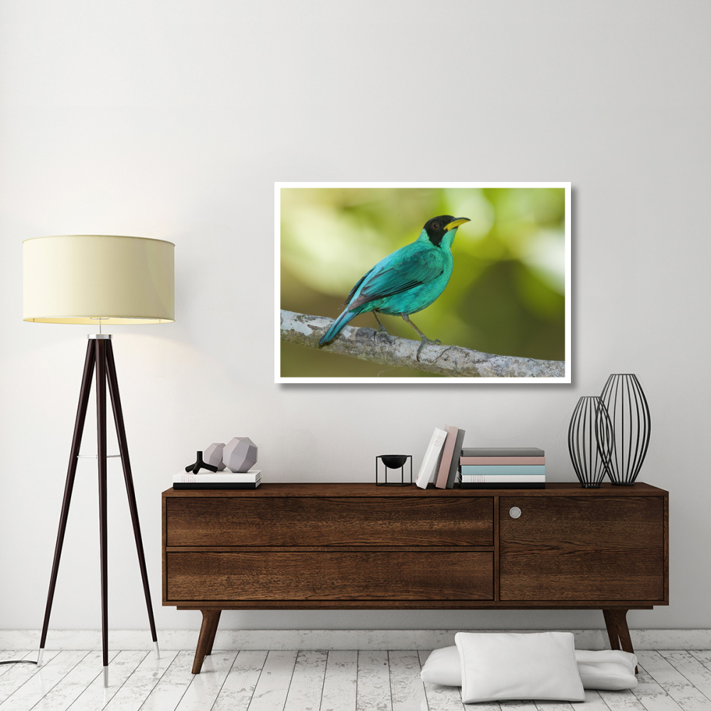 Green Honeycreeper male, Costa Rica-Paper Art-50&quotx34"