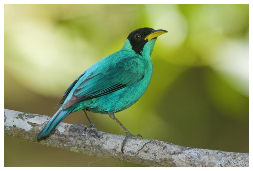 Green Honeycreeper male, Costa Rica-Paper Art-62"x42"