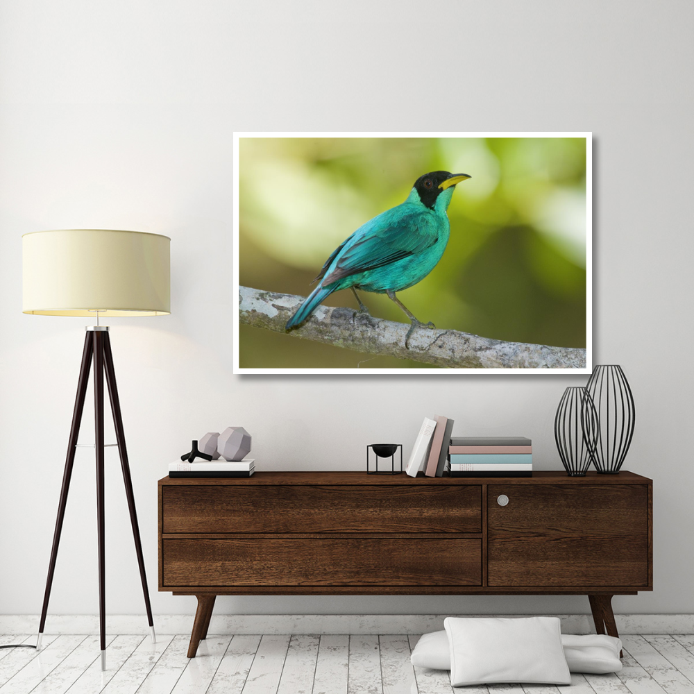 Green Honeycreeper male, Costa Rica-Paper Art-62&quotx42"