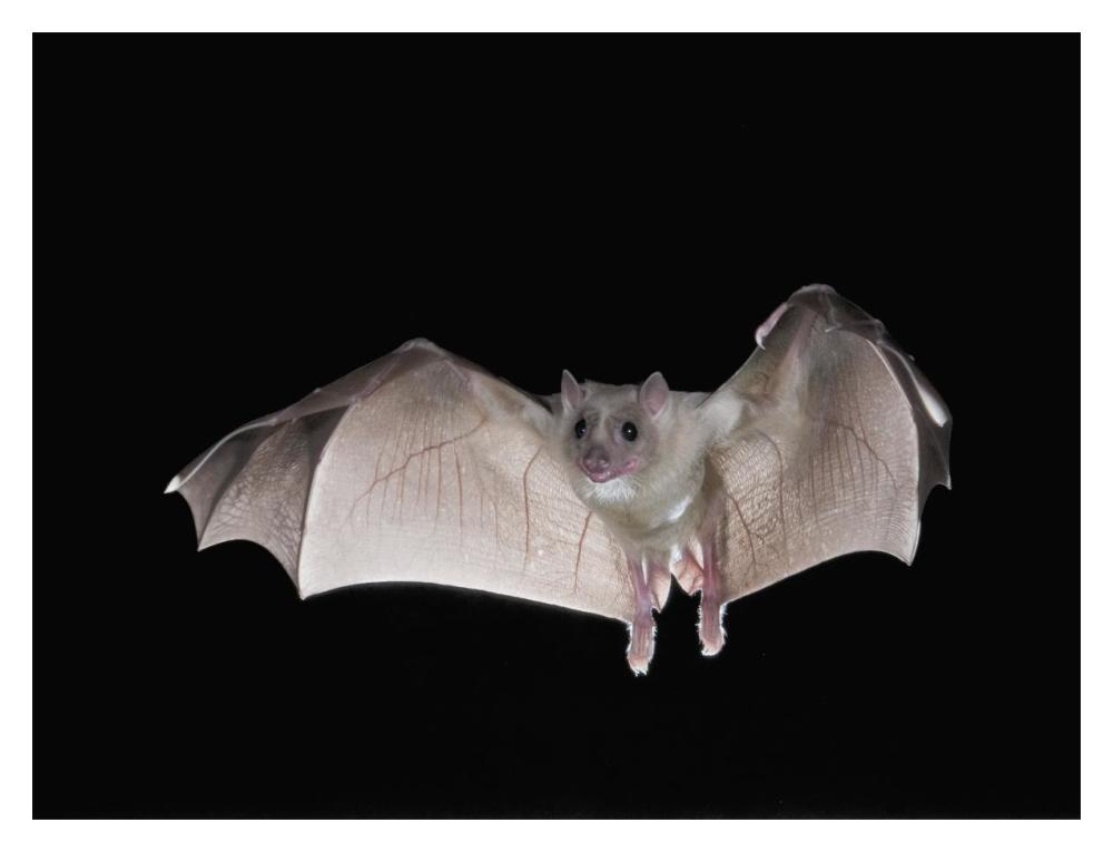 Egyptian Fruit Bat flying, Michigan-Paper Art-18"x14"