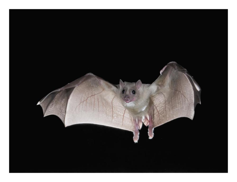 Egyptian Fruit Bat flying, Michigan-Paper Art-26"x20"