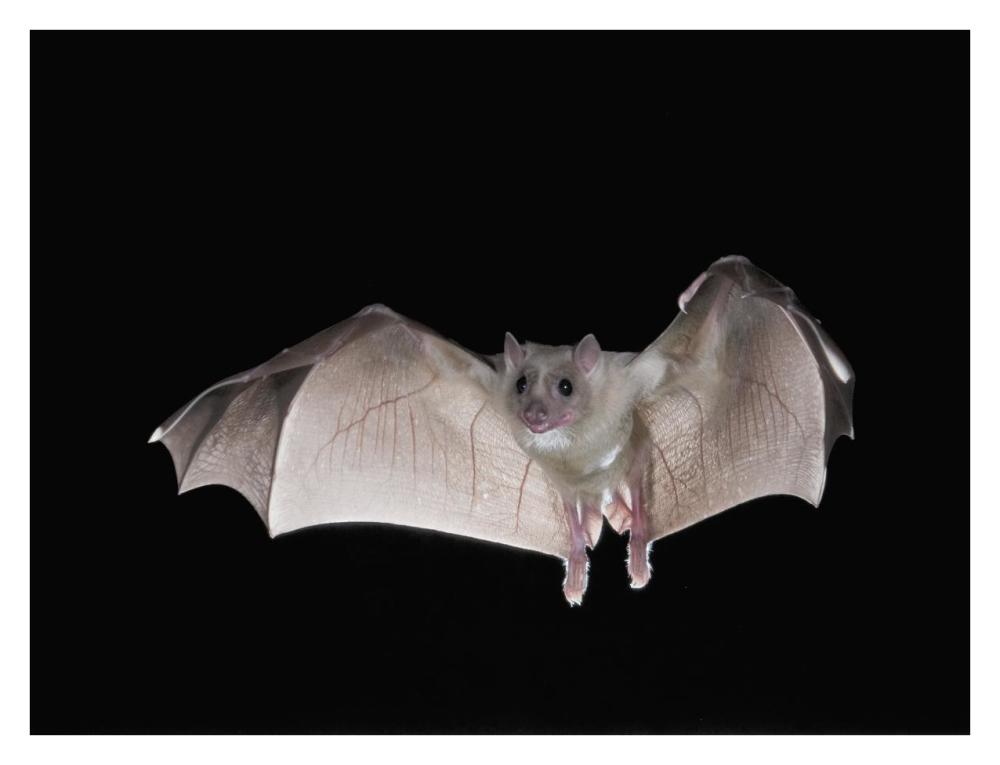 Egyptian Fruit Bat flying, Michigan-Paper Art-34"x26"