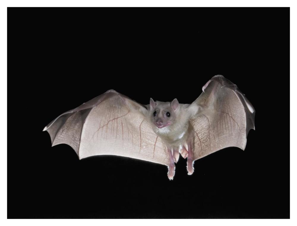 Egyptian Fruit Bat flying, Michigan-Paper Art-42"x32"