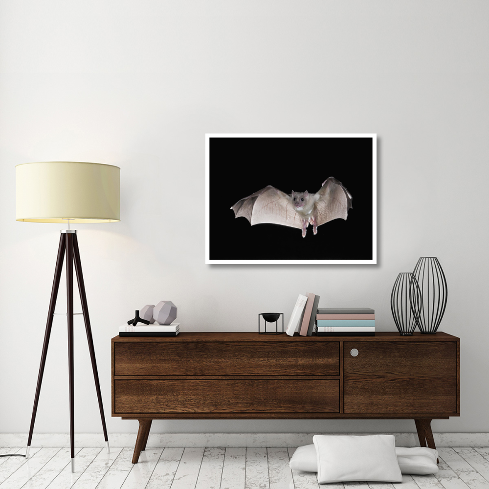 Egyptian Fruit Bat flying, Michigan-Paper Art-42&quotx32"