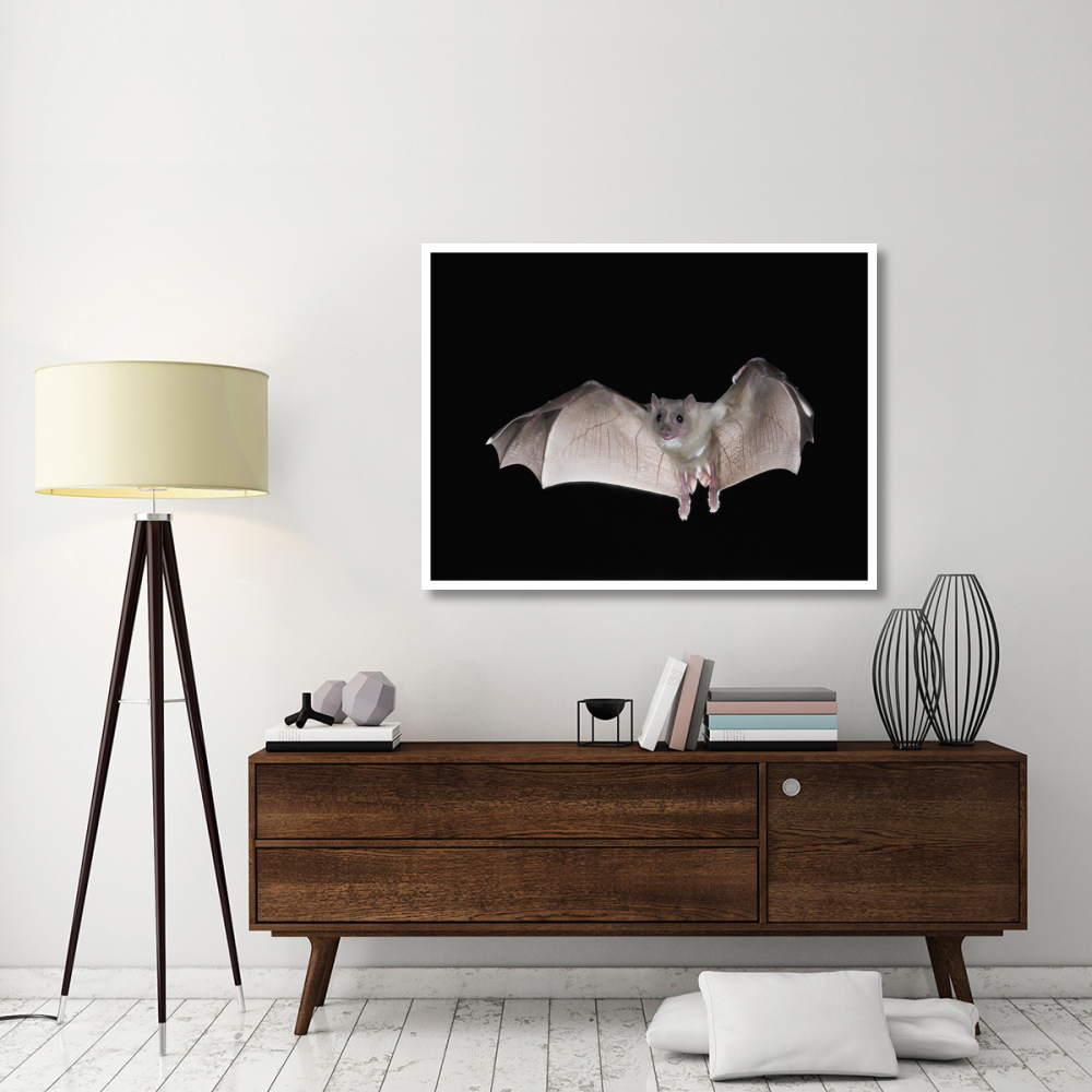Egyptian Fruit Bat flying, Michigan-Paper Art-50&quotx38"