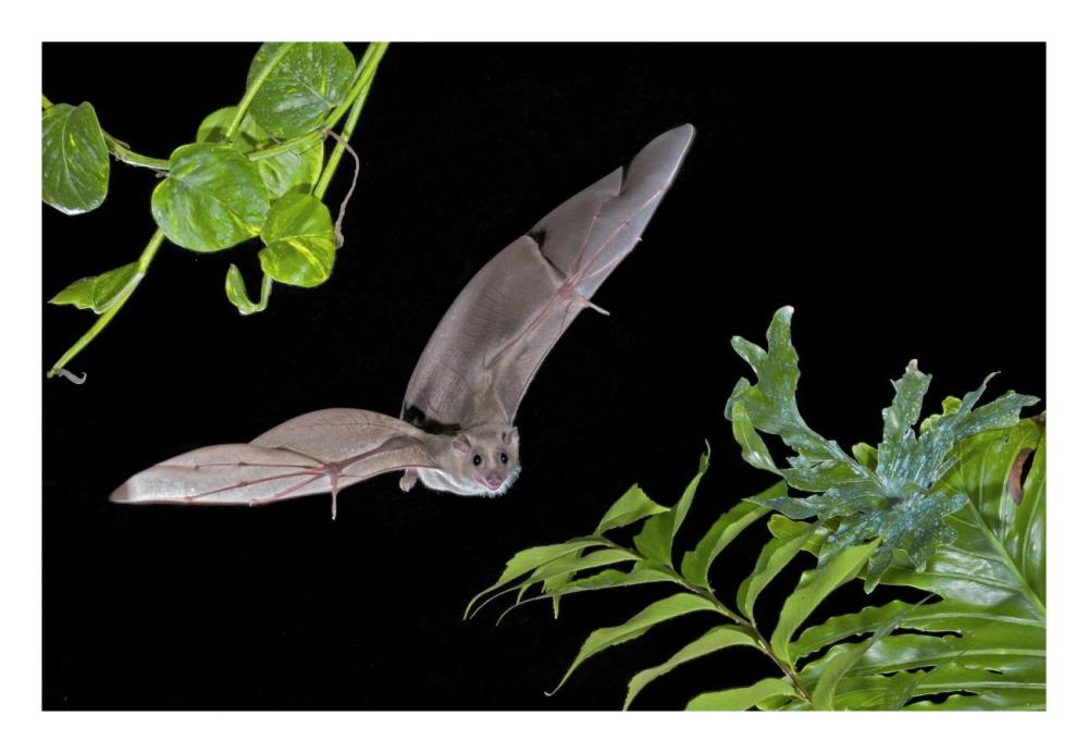 Egyptian Fruit Bat flying, Michigan-Paper Art-26"x18"