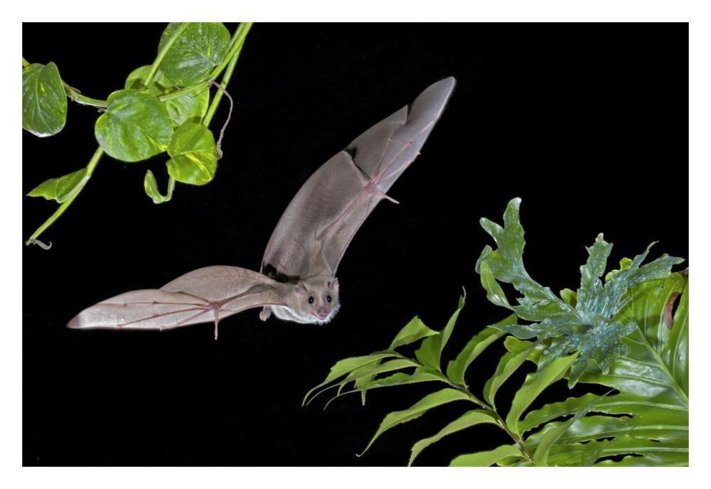 Egyptian Fruit Bat flying, Michigan-Paper Art-32"x22"