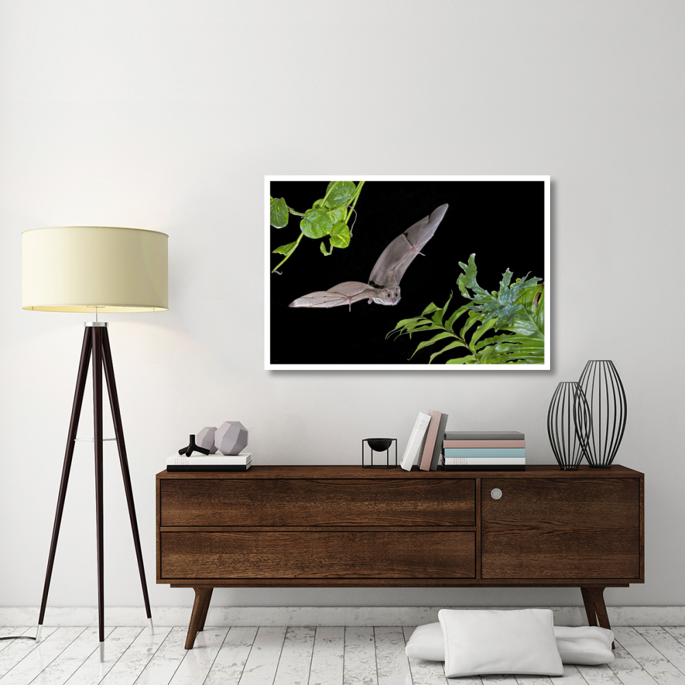 Egyptian Fruit Bat flying, Michigan-Paper Art-50&quotx34"