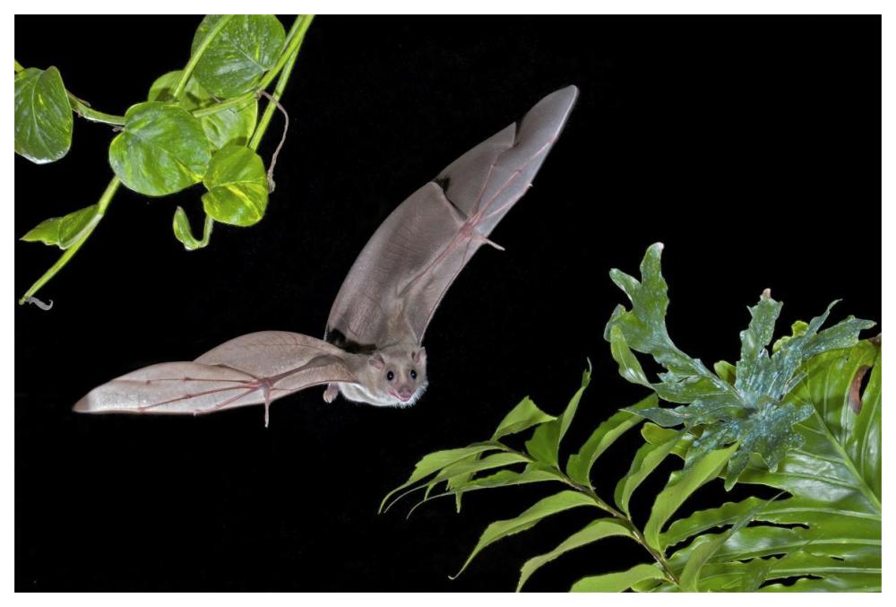 Egyptian Fruit Bat flying, Michigan-Paper Art-62"x42"