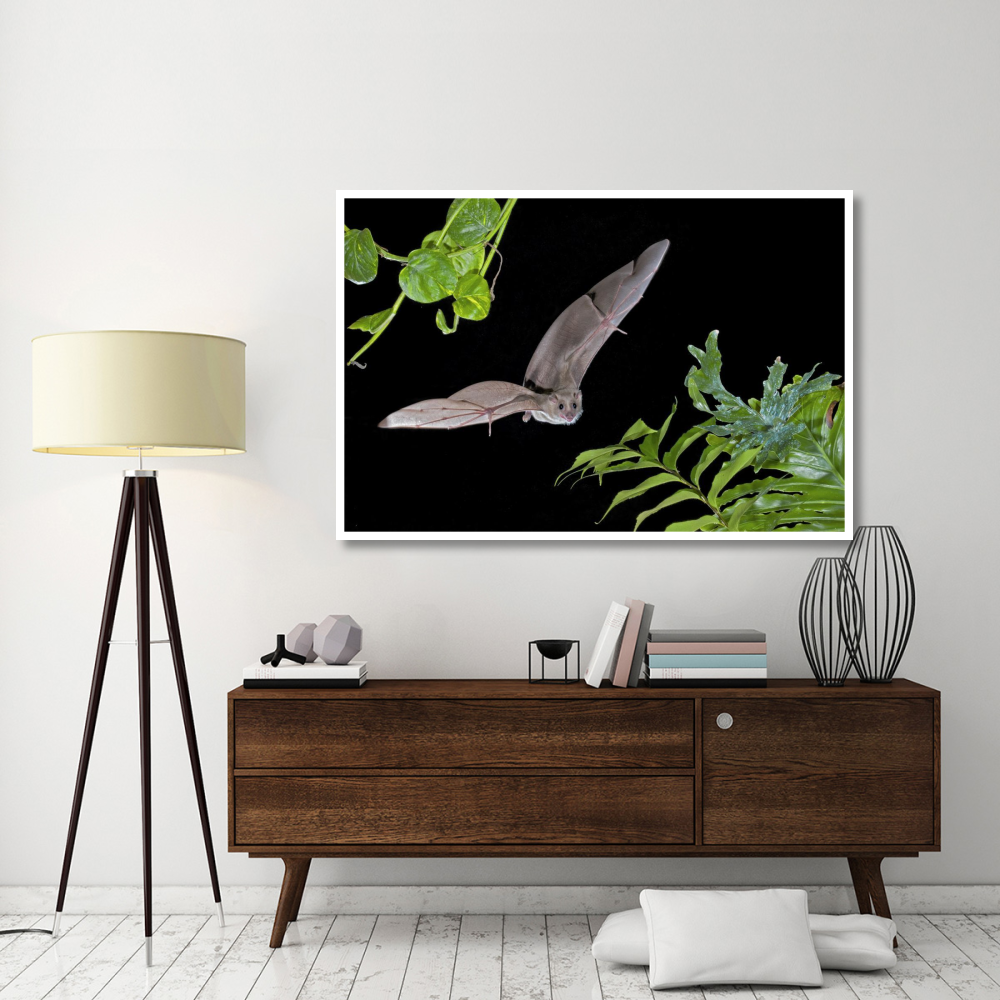 Egyptian Fruit Bat flying, Michigan-Paper Art-62&quotx42"