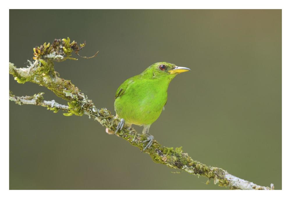 Green Honeycreeper female, Costa Rica-Paper Art-32"x22"