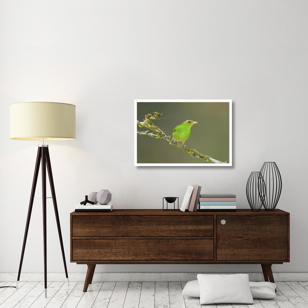Green Honeycreeper female, Costa Rica-Paper Art-38&quotx26"