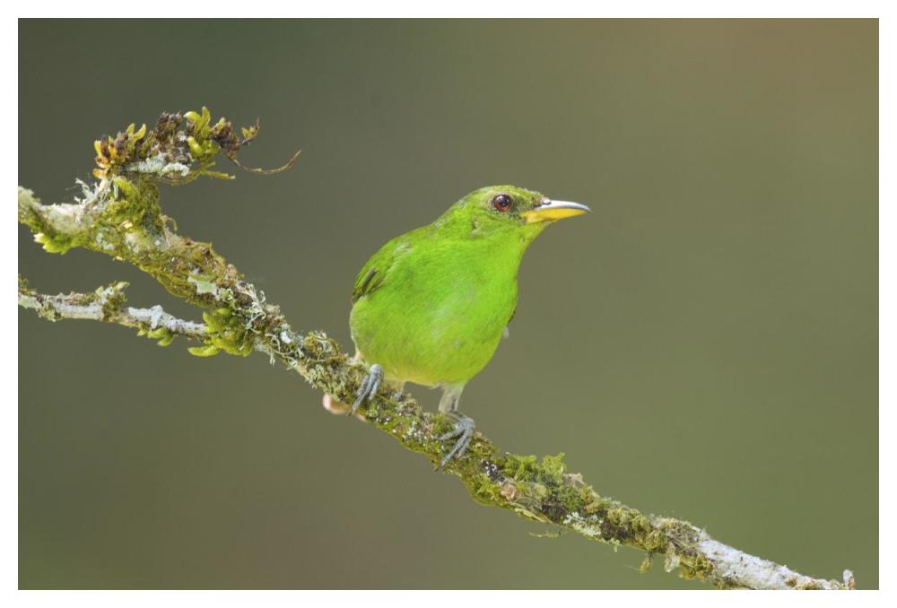 Green Honeycreeper female, Costa Rica-Paper Art-50"x34"
